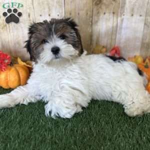 Carson, Biewer Terrier Puppy